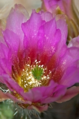 07-04-09-E-1081-1
