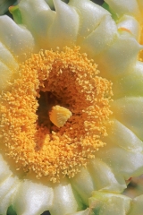 86F-42-7-R-05-c_