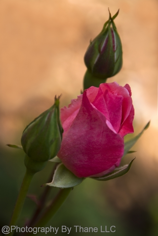 08-04-24-E-0119