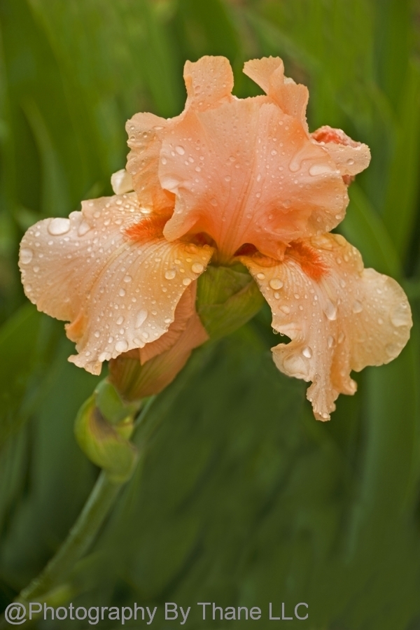 08-05-13-E-0036
