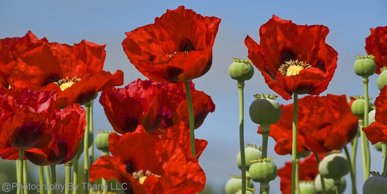 08-07-14-E-0110_c