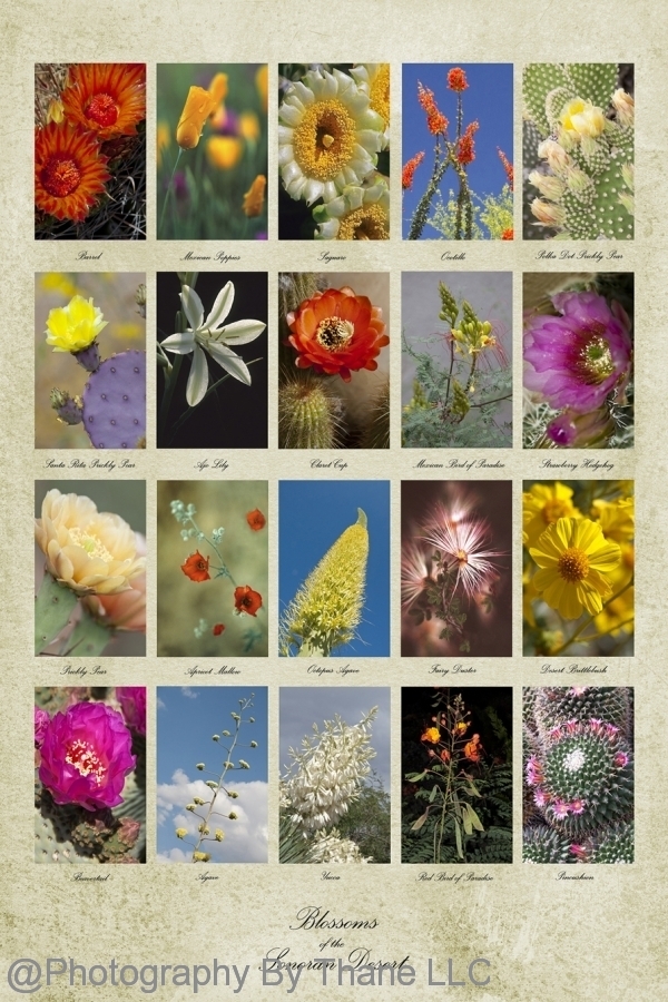 Blossoms of the Desert poster on canvas