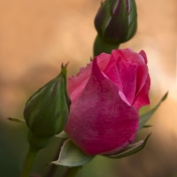 08-04-24-E-0119