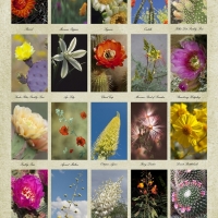 Blossoms of the Desert poster on canvas